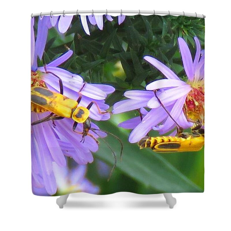 Bugs Shower Curtain featuring the photograph Beatles and FLowers by Keith Stokes