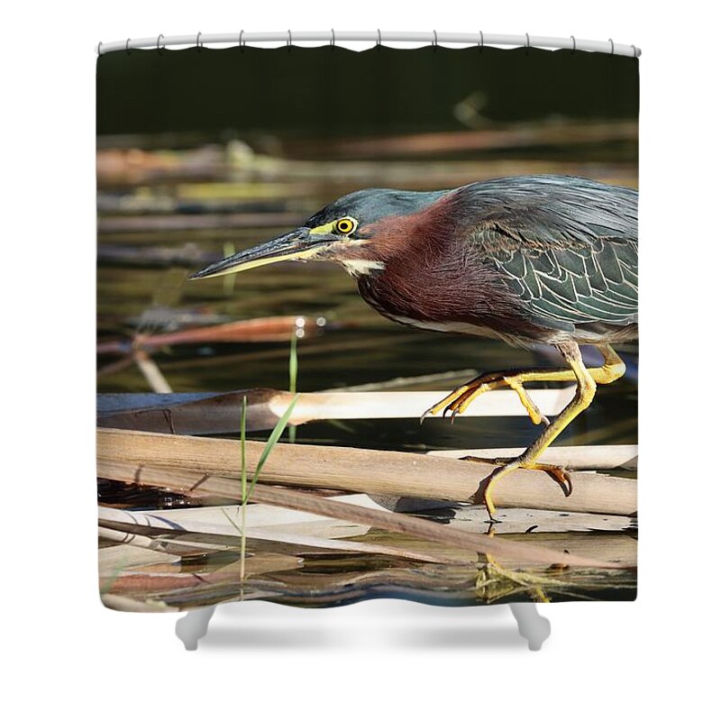 Green Heron Shower Curtain featuring the photograph Beautiful Green, Maroon and Yellow by Mingming Jiang