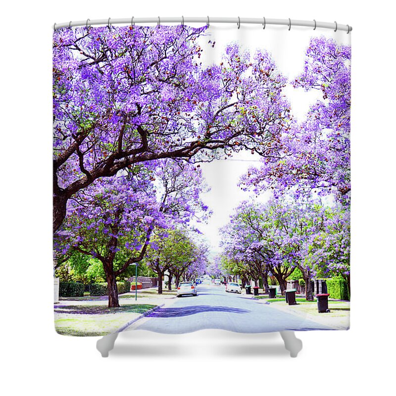 Jacaranda Shower Curtain featuring the photograph Beautiful purple flower Jacaranda tree lined street in full bloom. by Milleflore Images