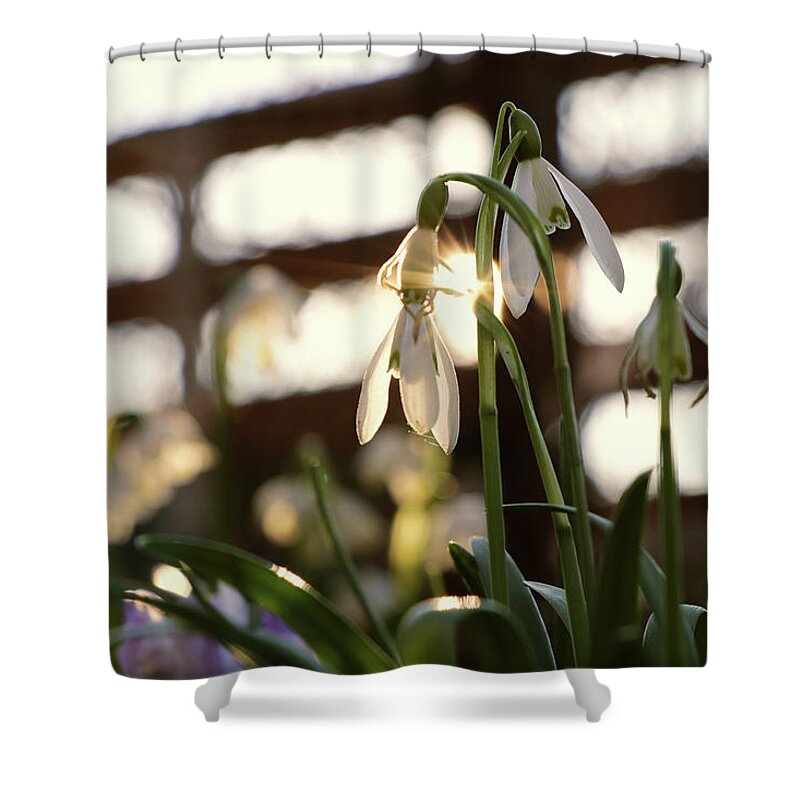 Misty Shower Curtain featuring the photograph White snowdrop in golden hours. by Vaclav Sonnek