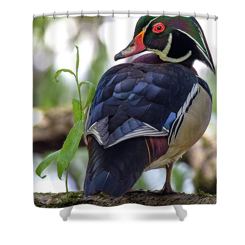 Rainbow Duck Shower Curtain featuring the photograph Beautiful Wood Duck by Jerry Cahill
