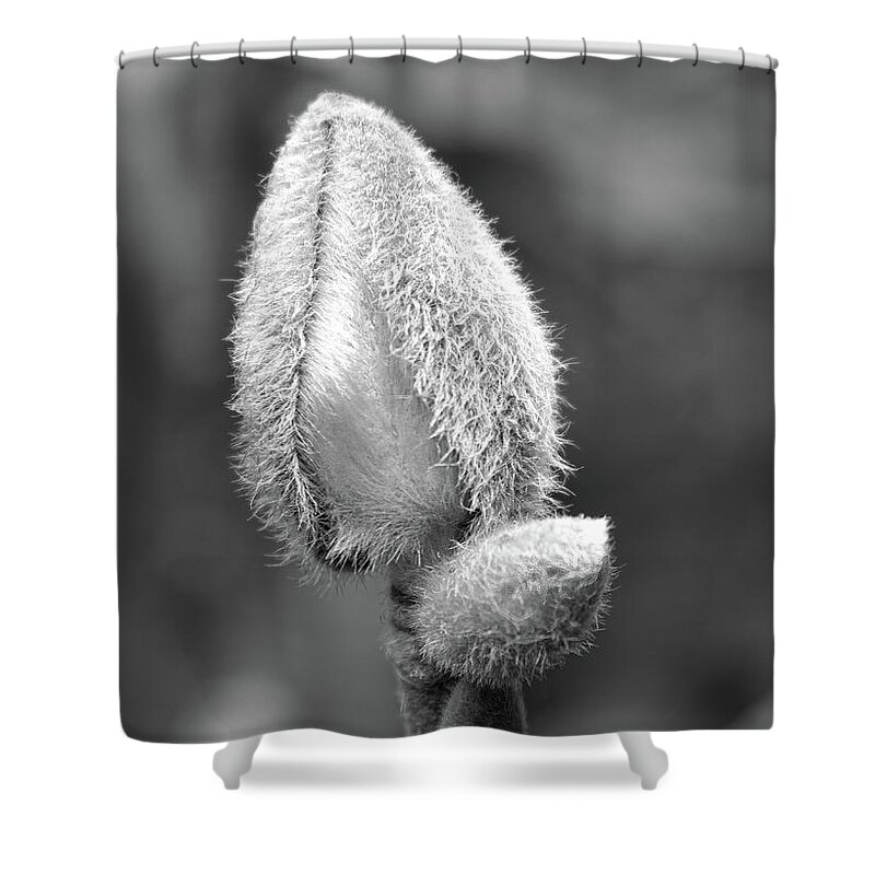 Bud Shower Curtain featuring the photograph Beauty in Disguise by Robert Wilder Jr