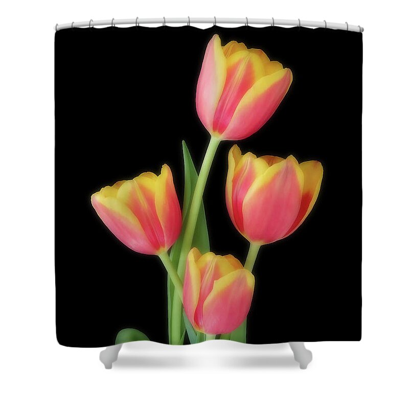 Tulips Shower Curtain featuring the photograph Beauty Of Four by Johanna Hurmerinta