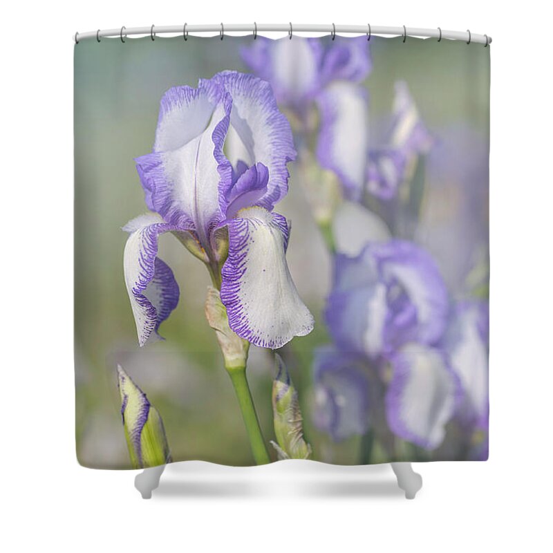 Jenny Rainbow Fine Art Photography Shower Curtain featuring the photograph Beauty Of Irises. Madame Chereau 1 by Jenny Rainbow