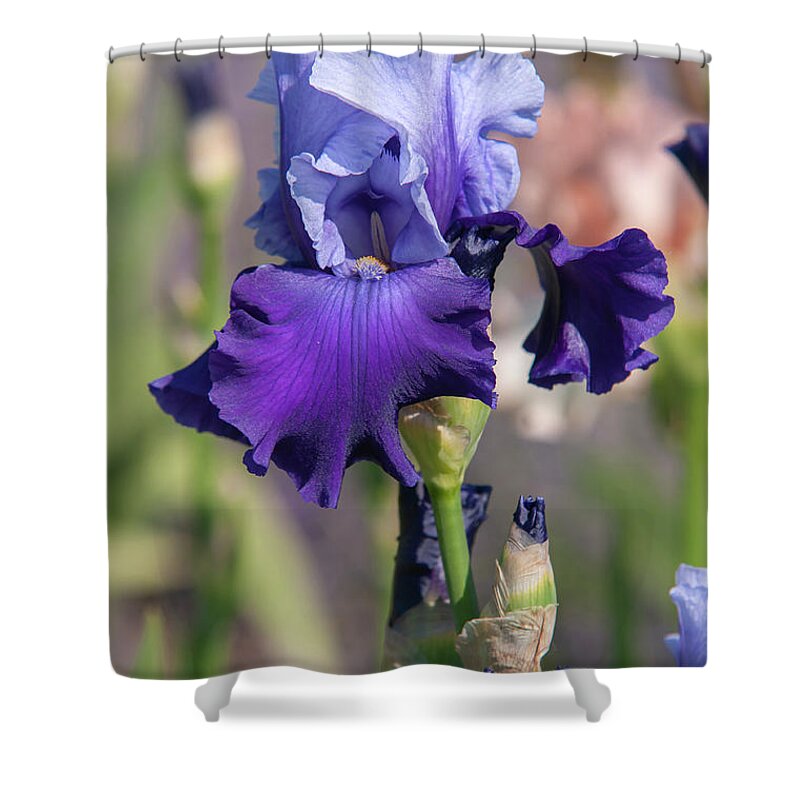Jenny Rainbow Fine Art Photography Shower Curtain featuring the photograph Beauty Of Irises. Mystique by Jenny Rainbow