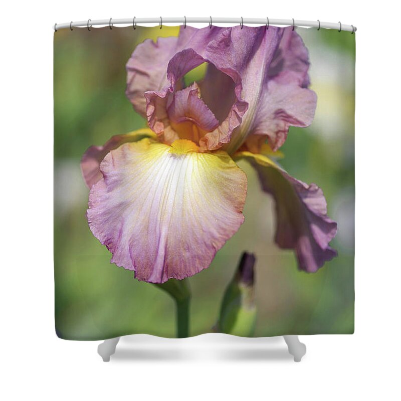 Jenny Rainbow Fine Art Photography Shower Curtain featuring the photograph Beauty Of Irises. Souzvuk 1 by Jenny Rainbow