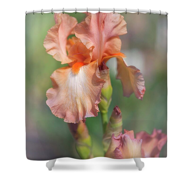 Jenny Rainbow Fine Art Photography Shower Curtain featuring the photograph Beauty Of Irises. Symphonette by Jenny Rainbow