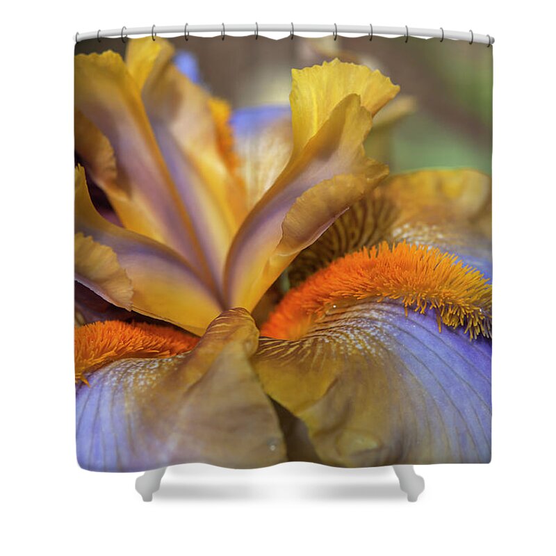 Jenny Rainbow Fine Art Photography Shower Curtain featuring the photograph Beauty Of Irises - Western Edge Macro by Jenny Rainbow