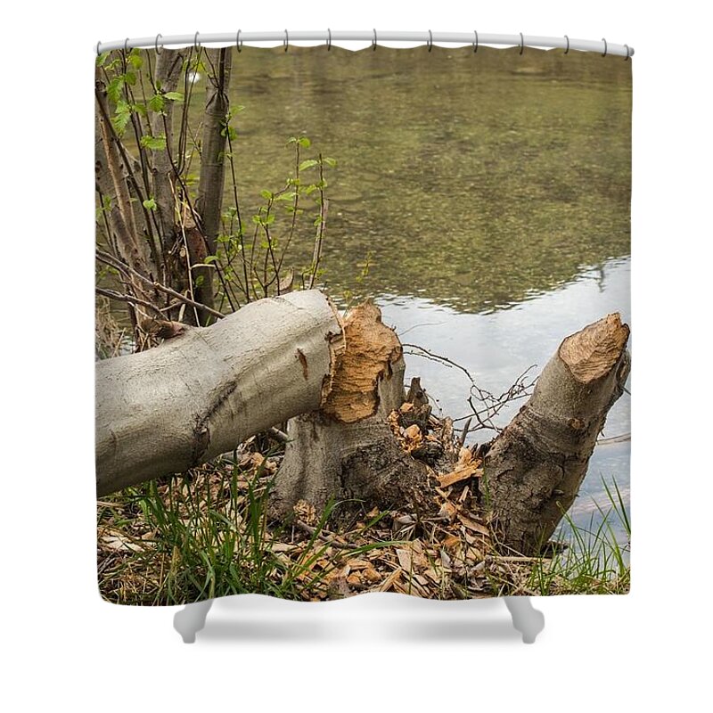 Beaver Breakfast Shower Curtain featuring the photograph Beaver Breakfast by Tom Cochran
