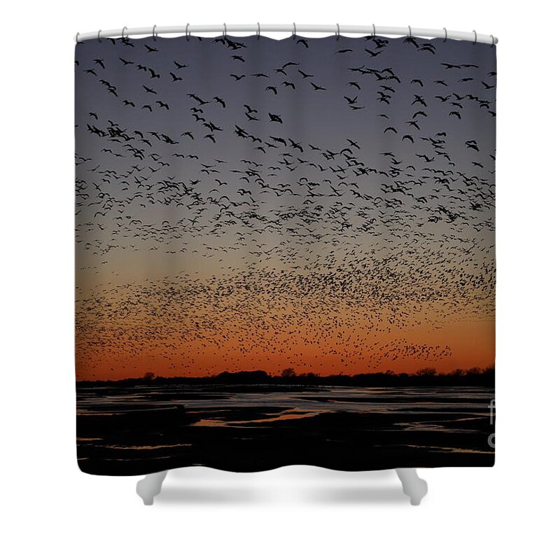 Sandhills Shower Curtain featuring the photograph Bed Time by Paula Guttilla