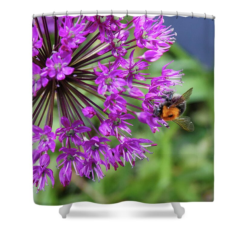 Bee Shower Curtain featuring the photograph Bee And Allium by Jeff Townsend