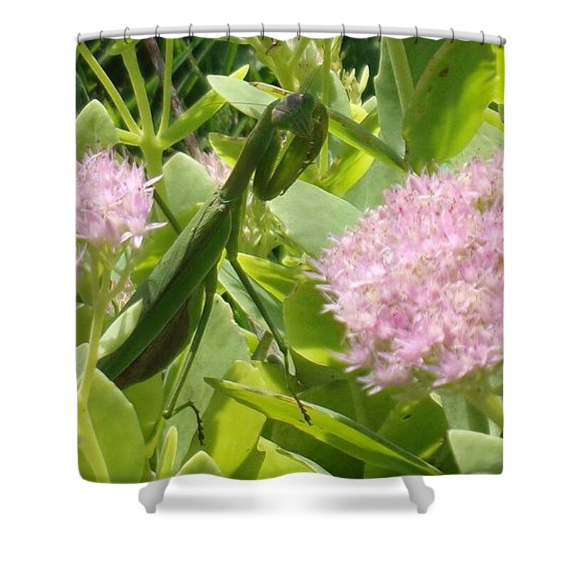 Bee Shower Curtain featuring the photograph Bee and Mantis by Christopher Reed