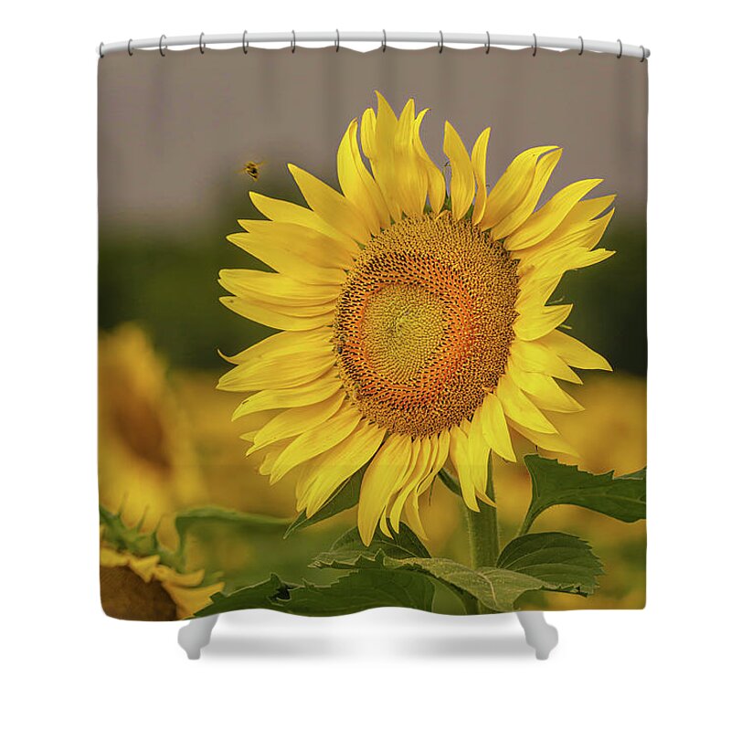 Sunflowers Shower Curtain featuring the photograph Bee and Sunflower by Pam Rendall