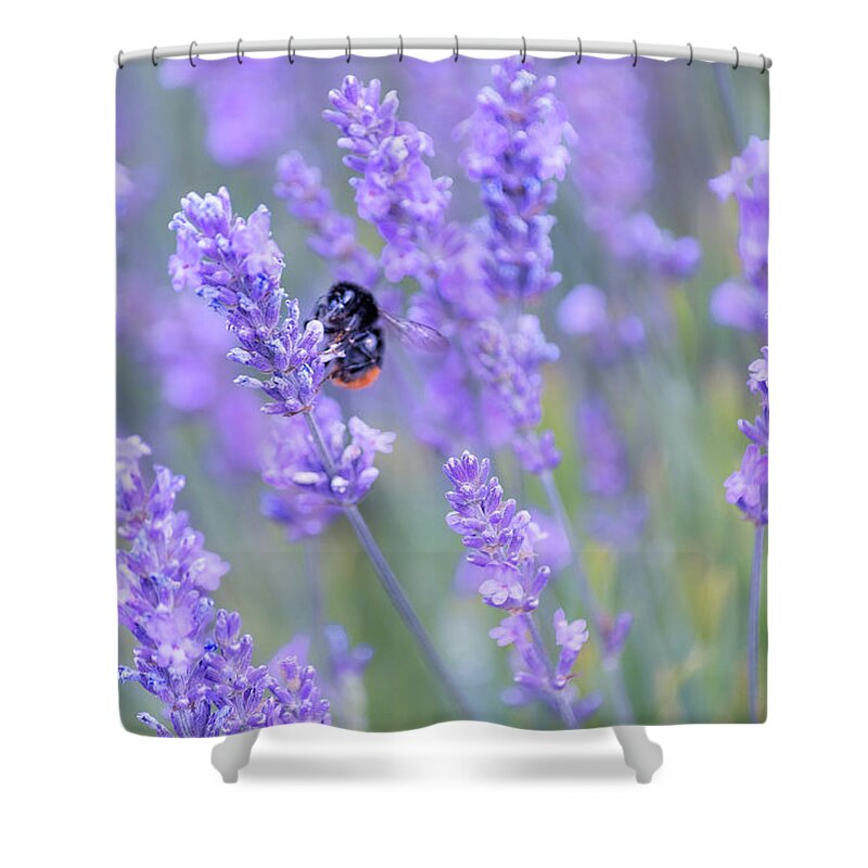 Lavender Shower Curtain featuring the photograph Bee buzzing in the lavender by Andrew Lalchan