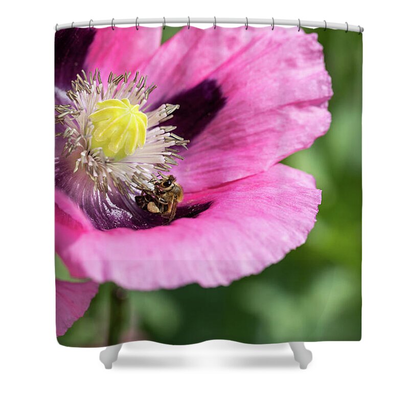 Bee Shower Curtain featuring the photograph Bee In A Pink Poppy by Tanya C Smith