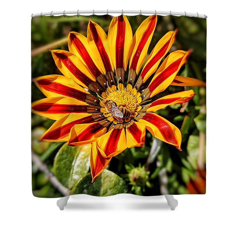 Bee Shower Curtain featuring the photograph Bee in Flower by Dave Zumsteg