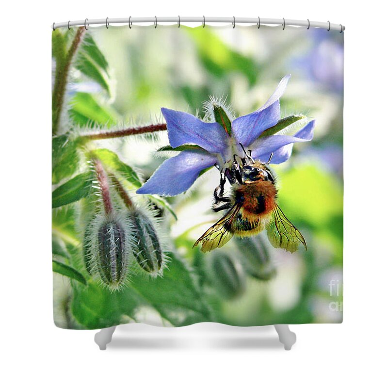 Bumble Bee Shower Curtain featuring the photograph Bee on Borage by Morag Bates