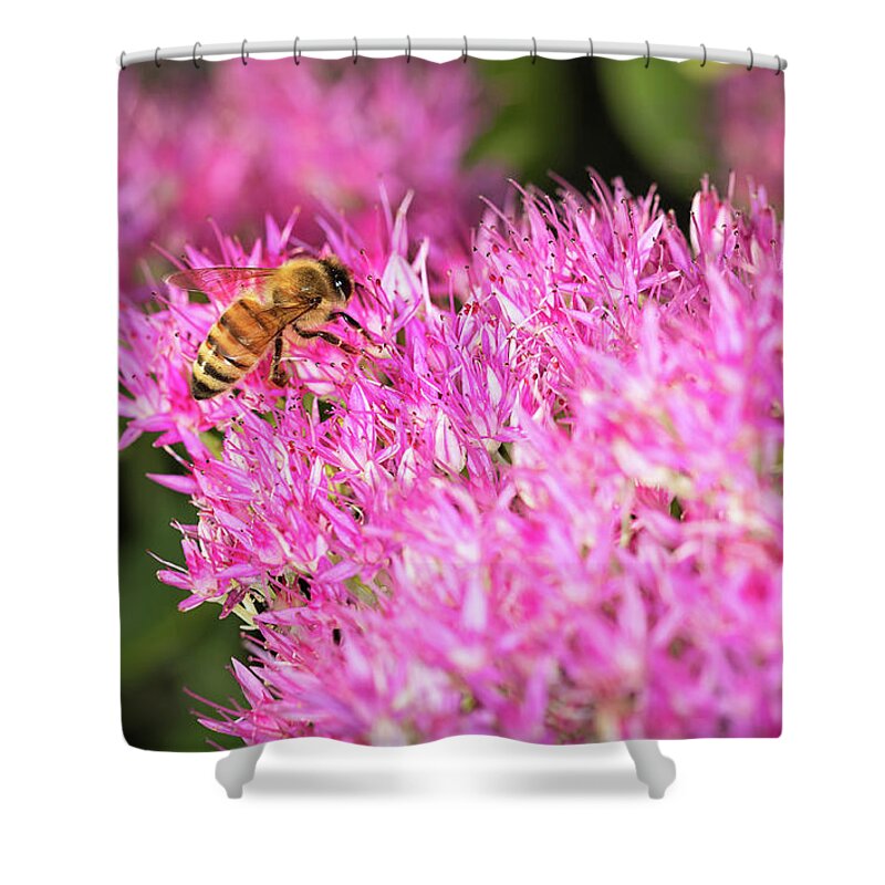 Bee Pollinating A Sedum Flower Shower Curtain featuring the photograph Bee on Sedum Flower by Stoneworks Imagery