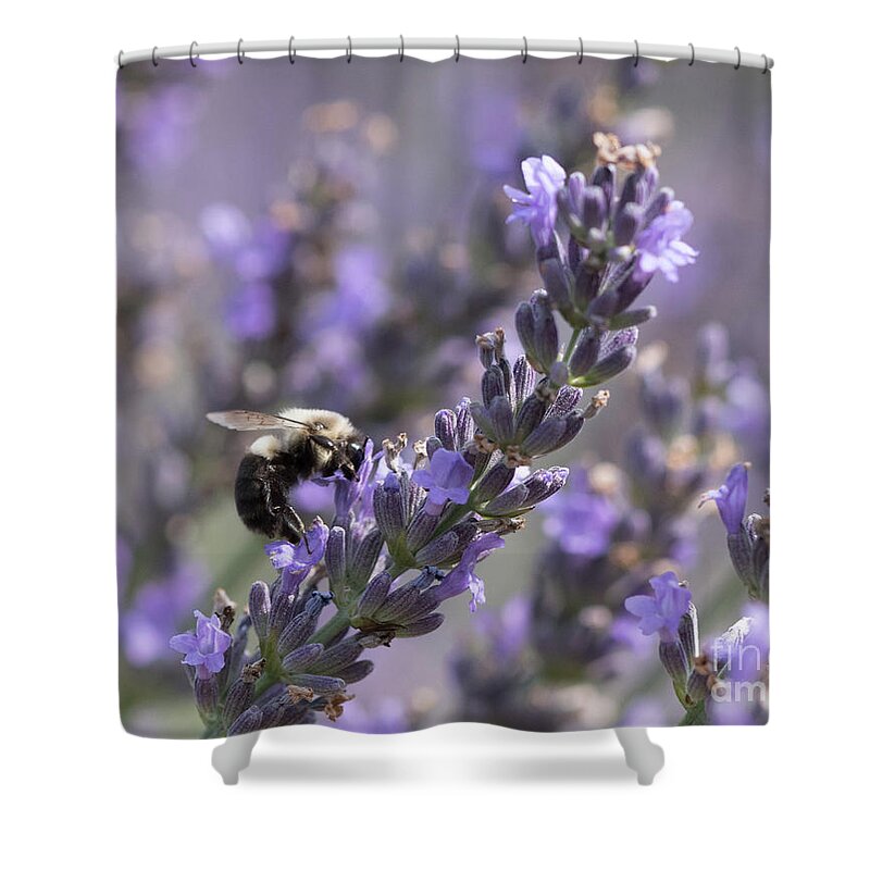 Bee Shower Curtain featuring the photograph Bumblebee on Lavender III by Lorraine Cosgrove