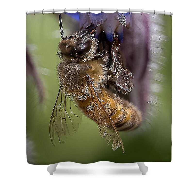 Honeybee Shower Curtain featuring the photograph Bee on Starflower by Cheri Freeman
