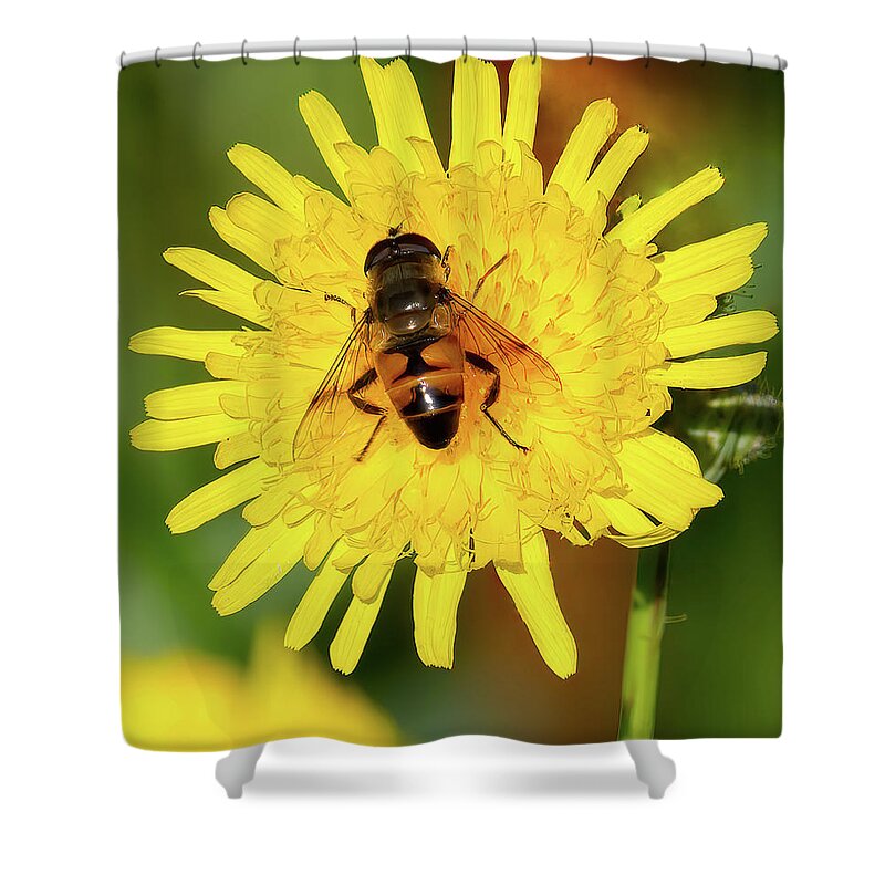 Bee Shower Curtain featuring the photograph Bee on Yellow Flower by Flinn Hackett
