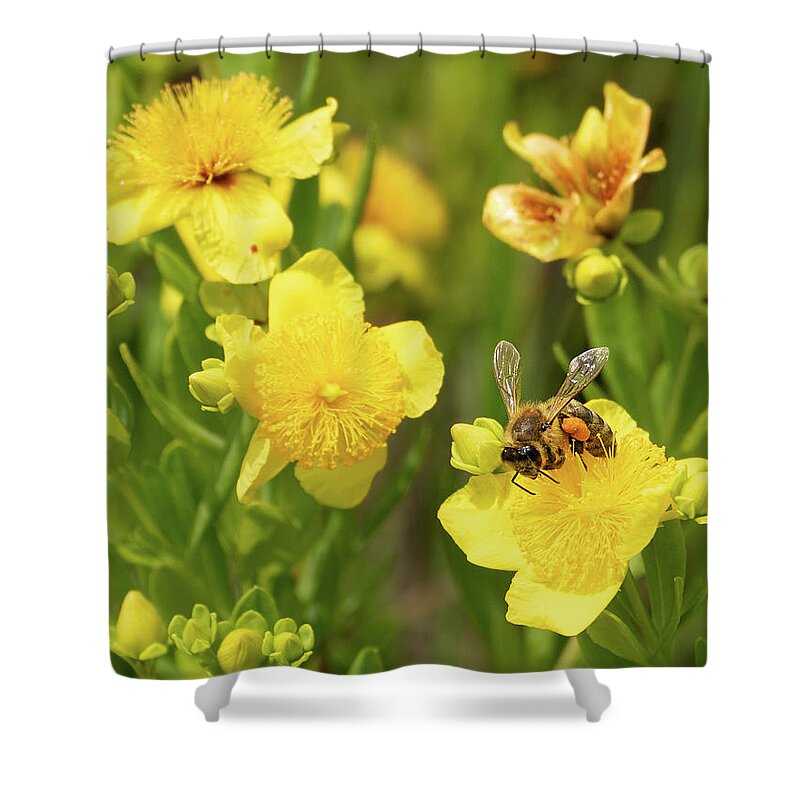  Illinois Beach State Park Shower Curtain featuring the photograph Bee Resting on a Yellow Flower by David Morehead