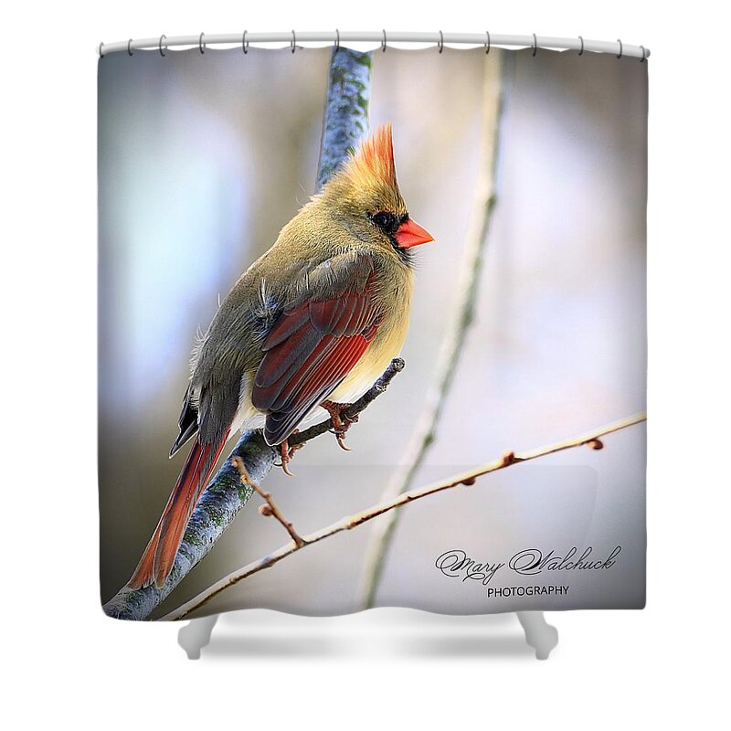 Female Cardinal Shower Curtain featuring the photograph Behold the Beauty by Mary Walchuck