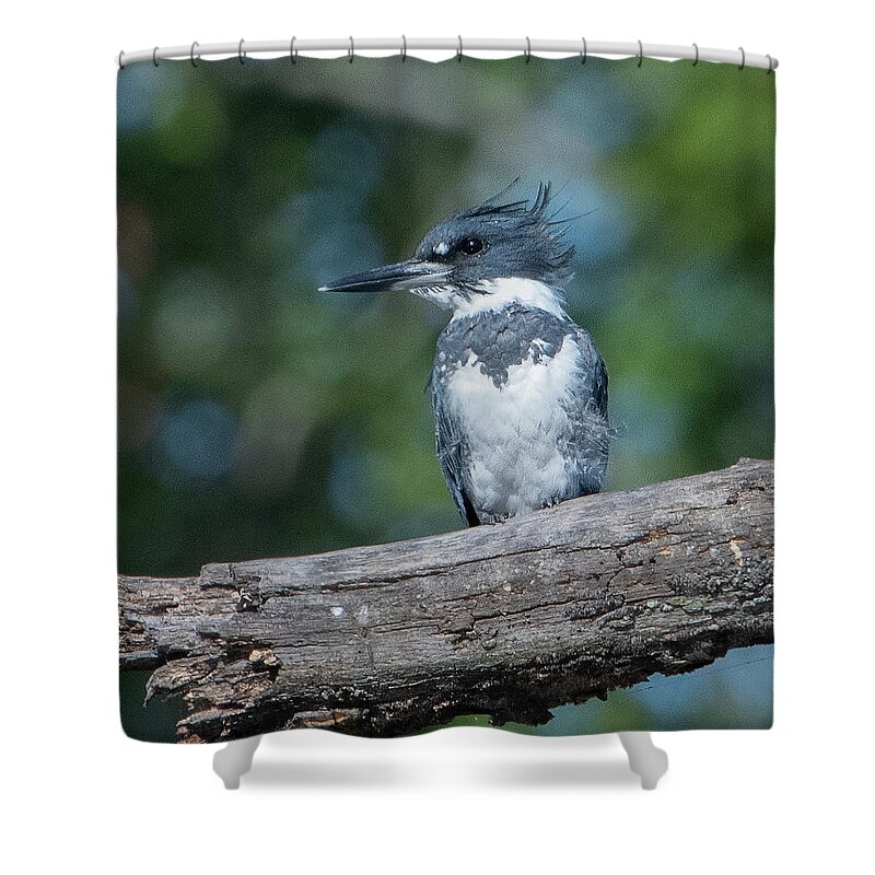 Nature Shower Curtain featuring the photograph Belted Kingfisher DSB0380 by Gerry Gantt