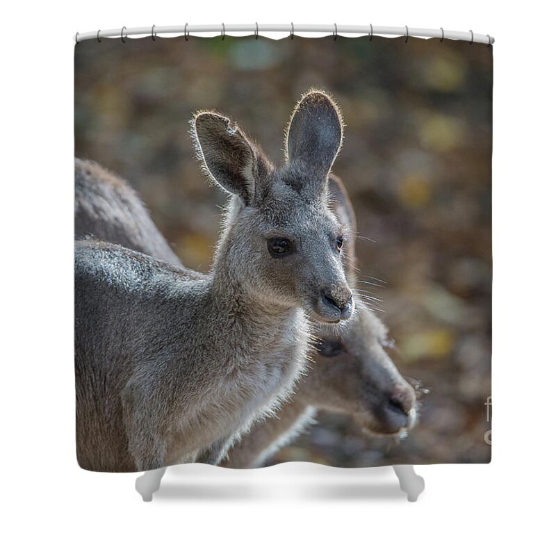 Red-necked Wallaby Shower Curtain featuring the photograph Bennett's Wallabies by Eva Lechner