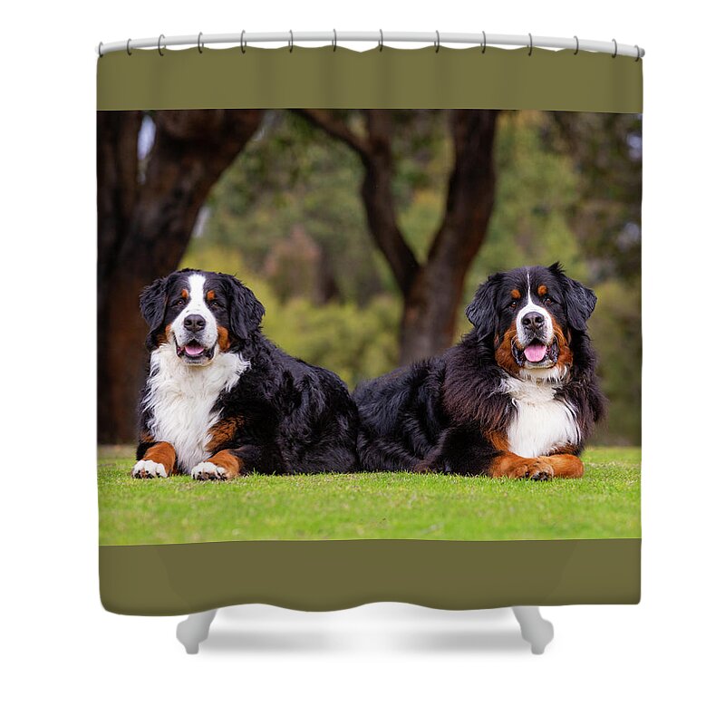 Bernese Mountain Dog Shower Curtain featuring the photograph Bernese Mountain Dogs by Diana Andersen
