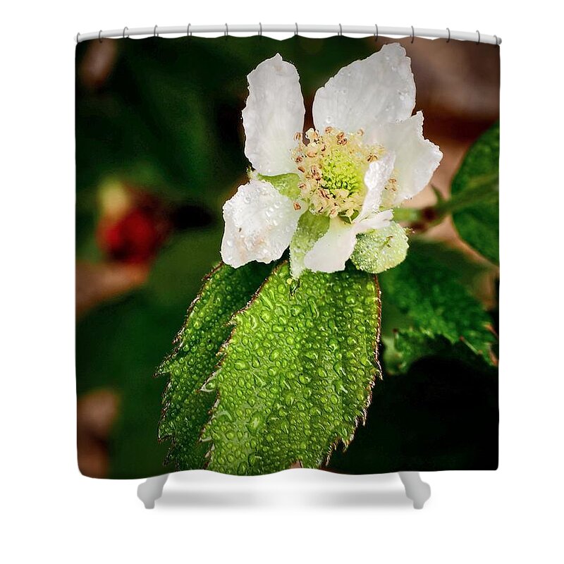 Berry Blossom Shower Curtain featuring the photograph Berry Blossom Late by Richard Thomas