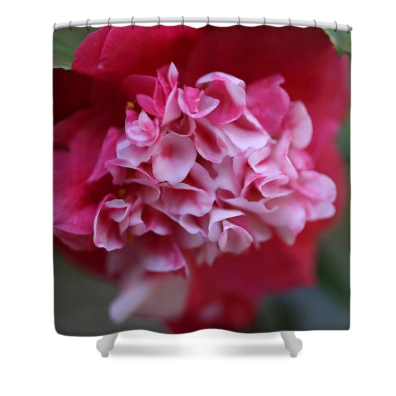 Camellia Shower Curtain featuring the photograph Bi-Color Camellia II by Mingming Jiang