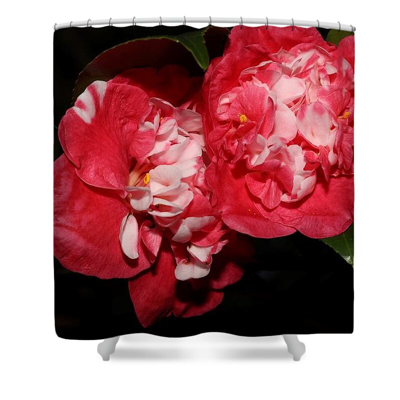 Camellia Shower Curtain featuring the photograph Bi-Color Camellia IX by Mingming Jiang
