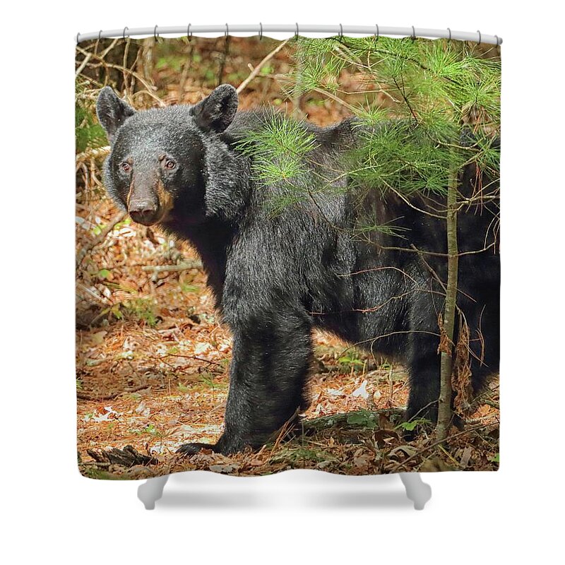 Black Bears Shower Curtain featuring the photograph Big Black Bear by Coby Cooper