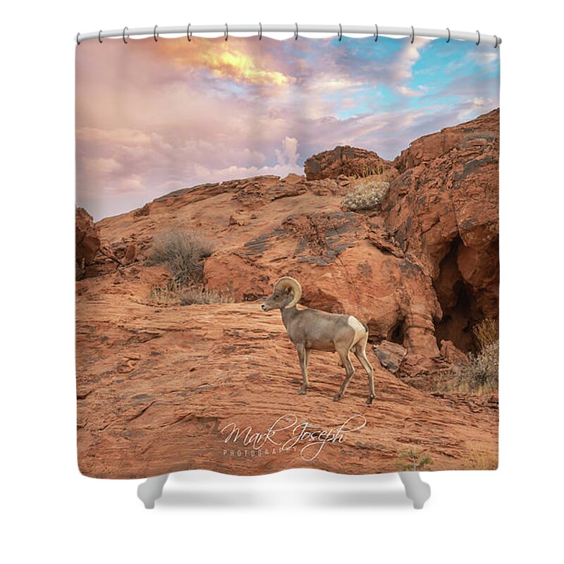 Sheep Shower Curtain featuring the photograph Big Horn II by Mark Joseph