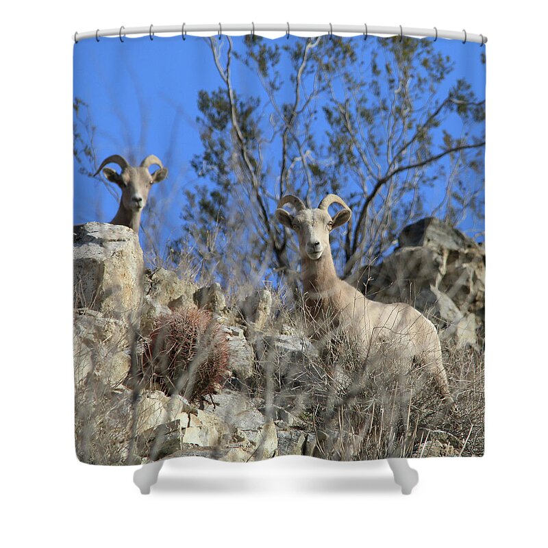 Big Horn Sheep Shower Curtain featuring the photograph Big Horn Sheep by Perry Hoffman
