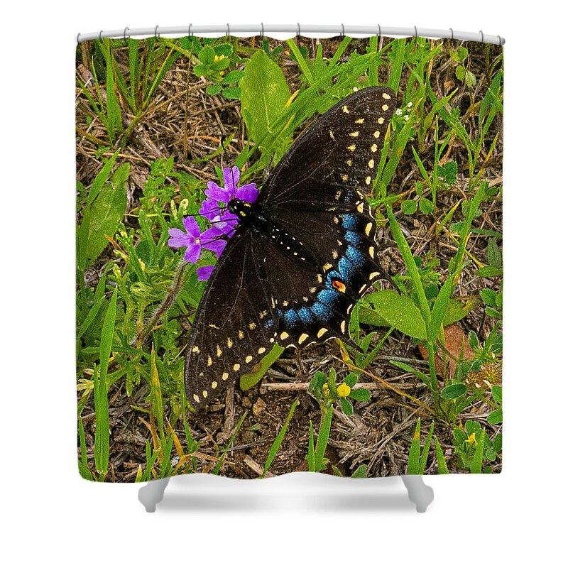 Butterfly Shower Curtain featuring the photograph Big Swallow Little Flower by Ivars Vilums