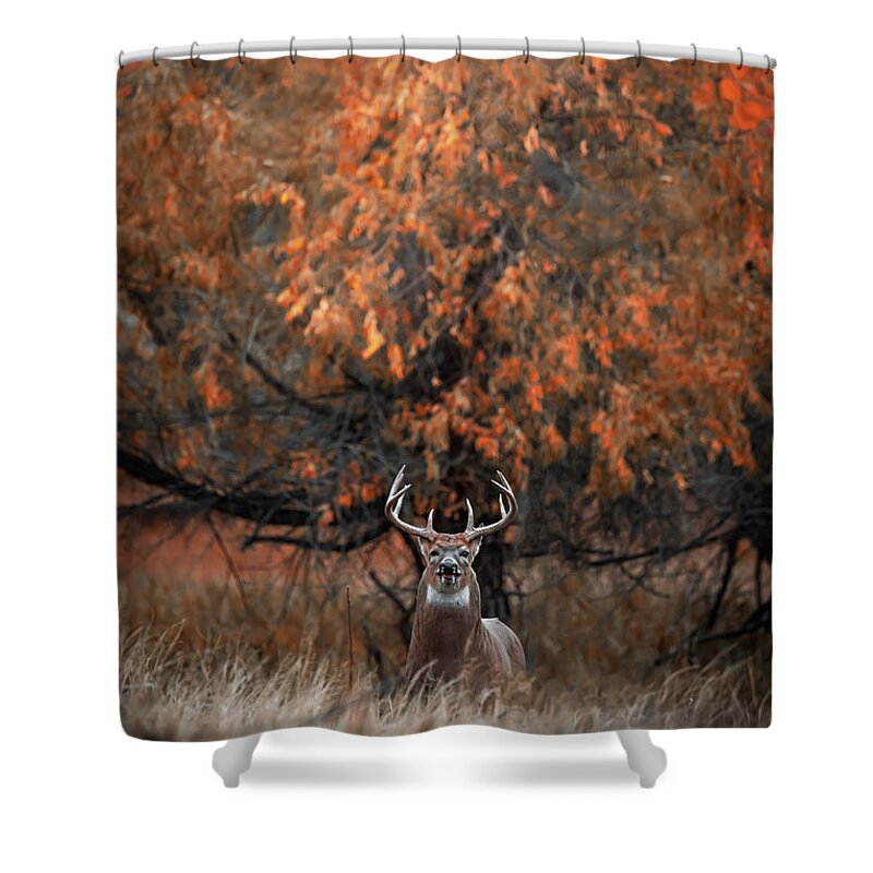 Buck Shower Curtain featuring the photograph Big White-tailed Buck by Christopher Thomas
