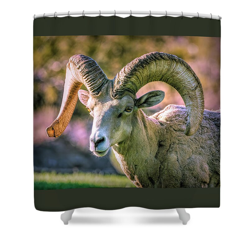 2020 Shower Curtain featuring the photograph Bighorn Sheep 2 by James Sage
