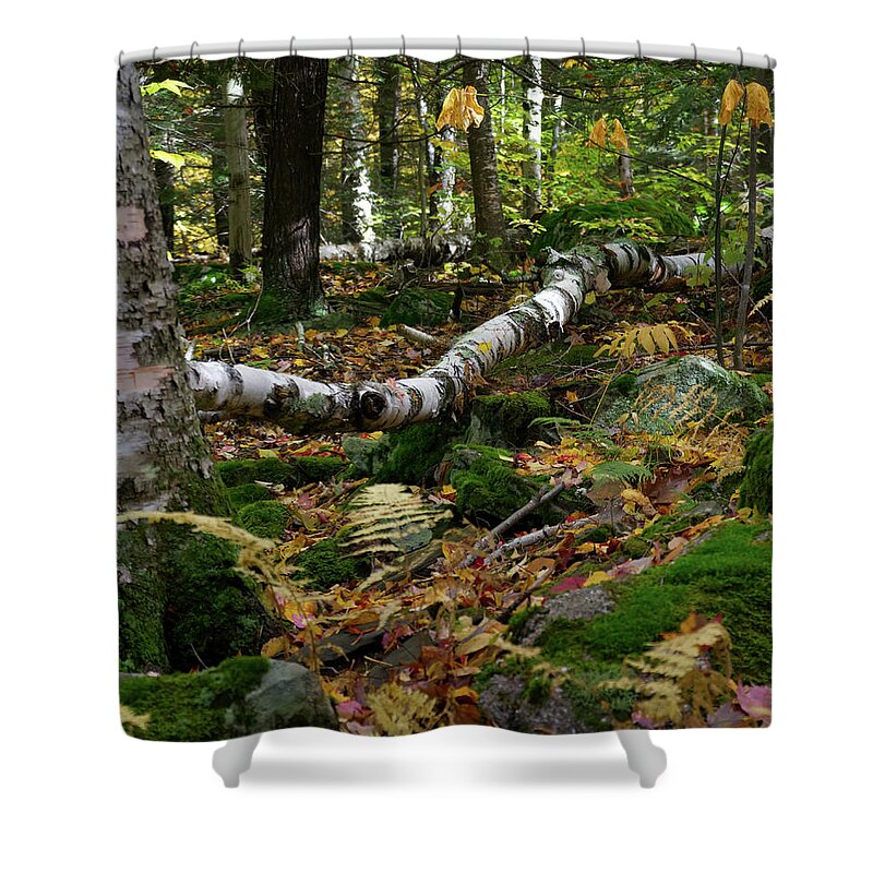 Woods Shower Curtain featuring the photograph Birch Tree Down In the Catskills by Flinn Hackett