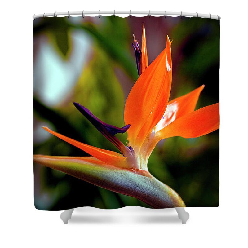 Bird Of Paradise Shower Curtain featuring the photograph Bird of Paradise by Greg Reed