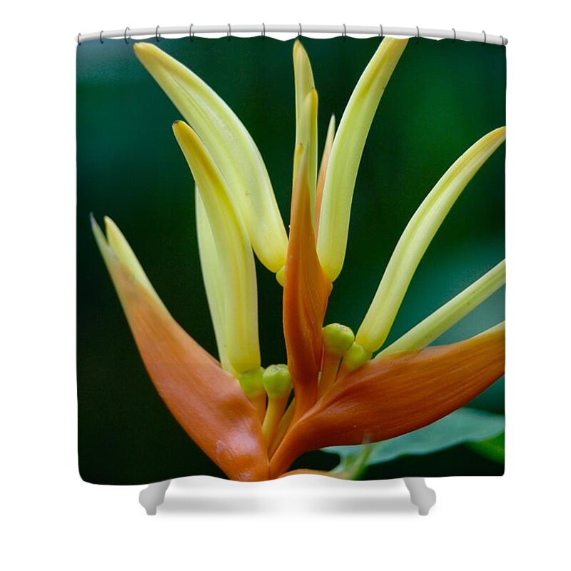 Flower Shower Curtain featuring the photograph Bird of Paradise by Kerry Obrist