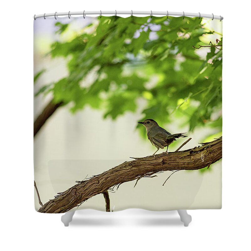 Bird Shower Curtain featuring the photograph Bird on a Branch by Amelia Pearn