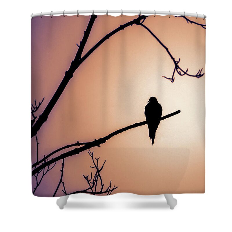 Bird Shower Curtain featuring the photograph Mourning Dove Silhouette - Dawn by Jason Fink