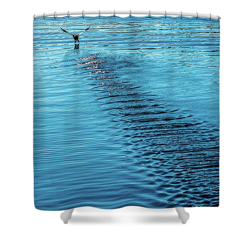 Bird Shower Curtain featuring the photograph Bird Tacks on Mission Bay by Phyllis Spoor