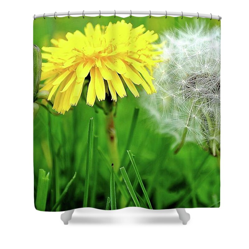 Dandelions Shower Curtain featuring the photograph Birth Life Death by Frozen in Time Fine Art Photography