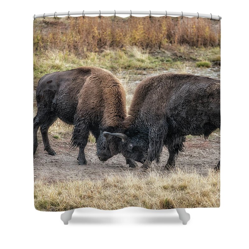 Yellowstone National Park Shower Curtain featuring the photograph Bison Bulls Practice Sparing by Al Andersen