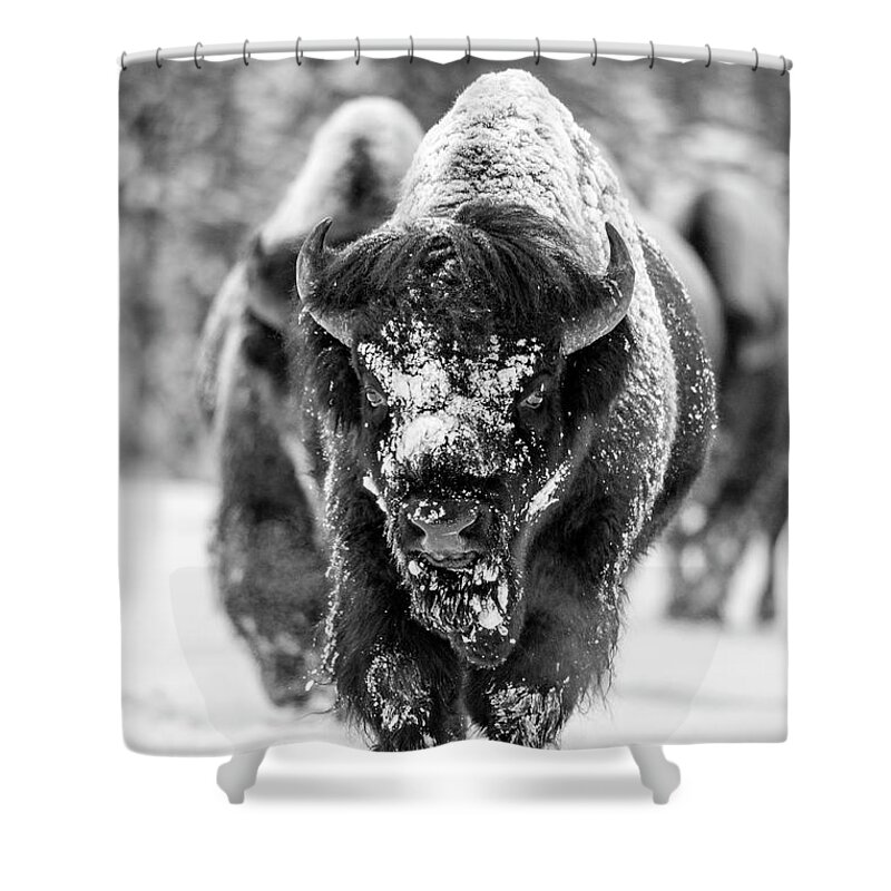 Bison Shower Curtain featuring the photograph Bison in snow by D Robert Franz