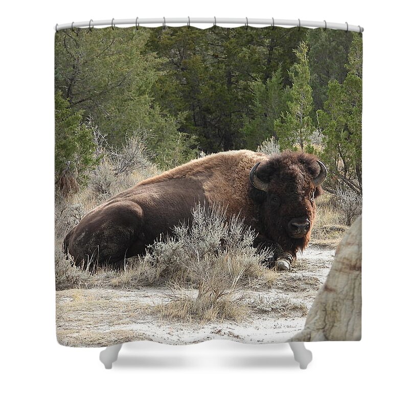 Bison Shower Curtain featuring the photograph Bison On The Trail 2 by Amanda R Wright