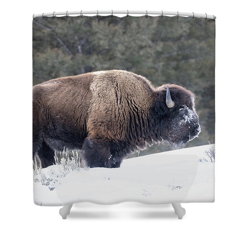 Yellowstone National Park Shower Curtain featuring the photograph Bison Outstanding by Cheryl Strahl